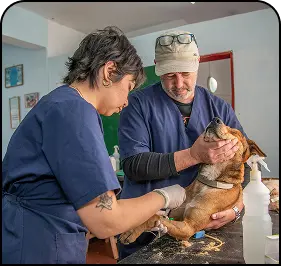 Veterinaria