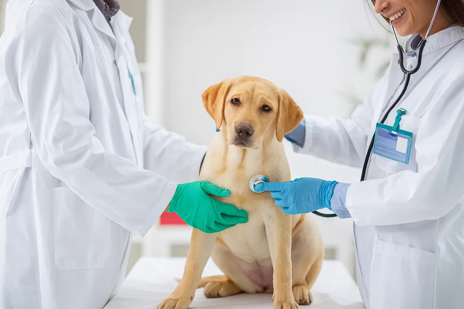 Veterinaria atendiendo a un perro